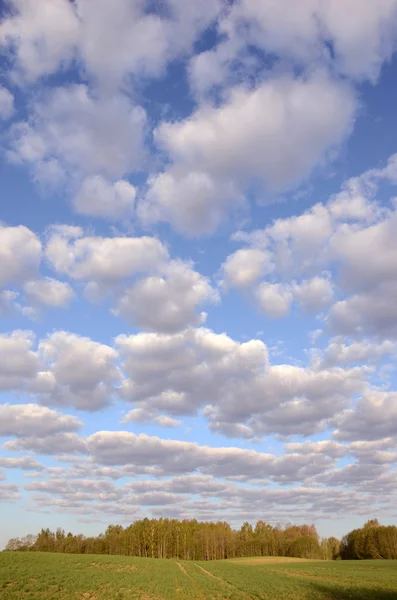 - Landschaft mit Wolken und Getreidefeld — Stockfoto