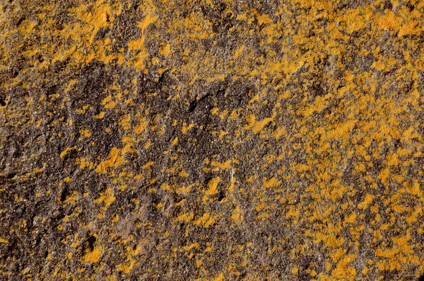 Λειχήνες κίτρινο και μαύρο φόντο πέτρα — Φωτογραφία Αρχείου