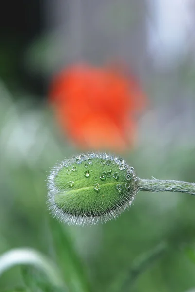 Green big poppy bud on blur background — Stock Photo, Image