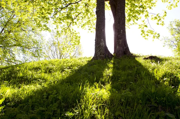 Två träd i morgonljuset — Stockfoto