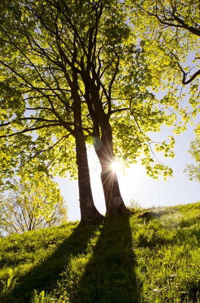 Los árboles en la luz de la mañana de verano —  Fotos de Stock