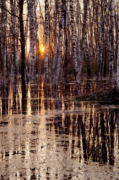 Frühlingsabend Sonnenuntergang im Wald — Stockfoto