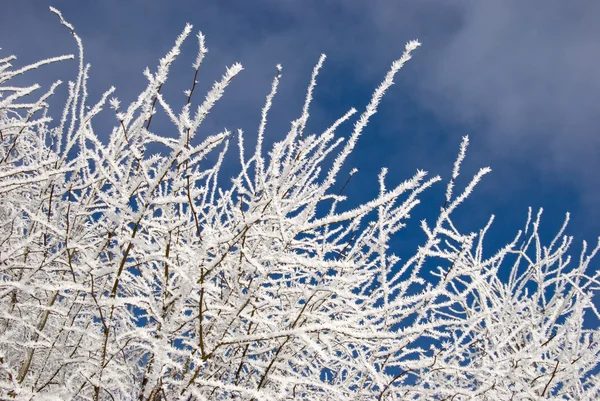 Winter morning branches in hoar — Stock Photo, Image