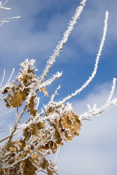 Bílá postříbřenou na zimní strom větví — Stock fotografie