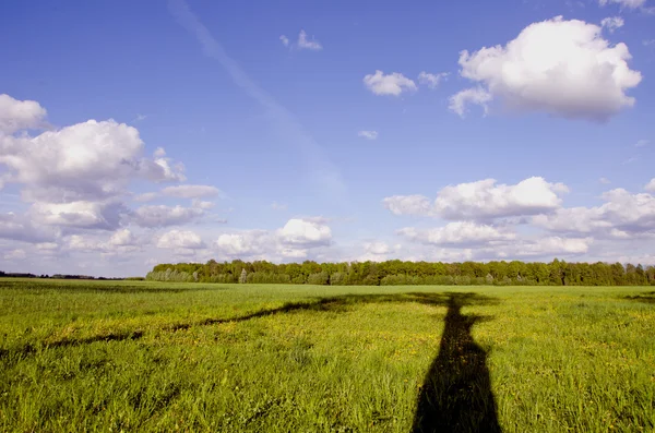 Summer landscape with tree shadow — Stock Photo, Image