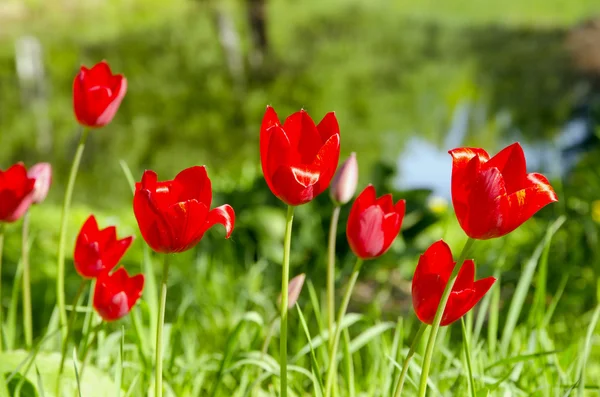 Tulipes rouges du printemps matin — Photo