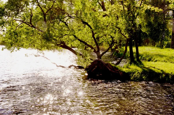 Večerní světlo na břehu řeky strom — Stock fotografie