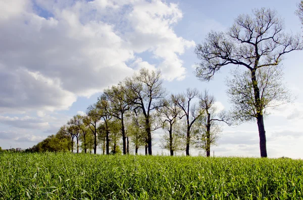 道路の木とライ麦のフィールドのある風景します。 — ストック写真