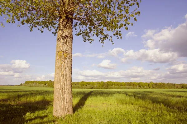Krajina se stromem a stíny — Stock fotografie
