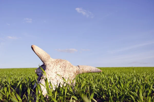 Cow cranium in the crop field — Stock Photo, Image