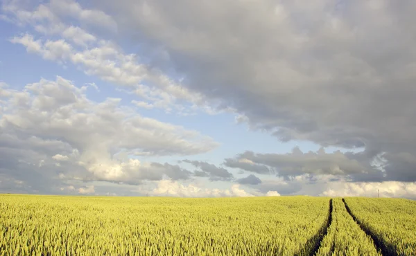 Gröda fält i sommarkväll — Stockfoto