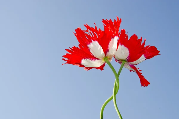 Two poppy on sky background — Stock Photo, Image