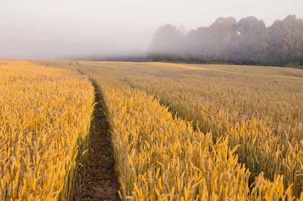 Summer morning crop field in mist — Stock Photo, Image