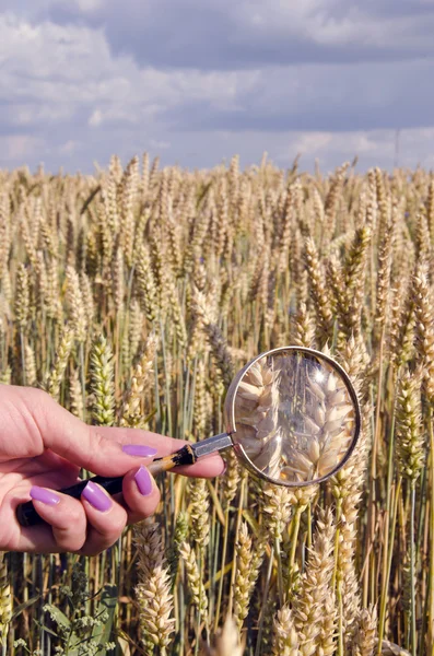 Агрономіст дивиться кукурудзяні вуха — стокове фото
