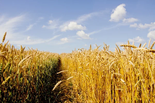 Crop field in midsummer — Stock Photo, Image