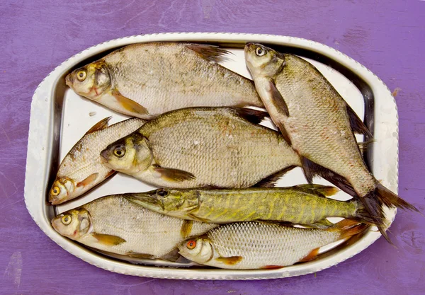 stock image Fresh fishes in the tray after fishing