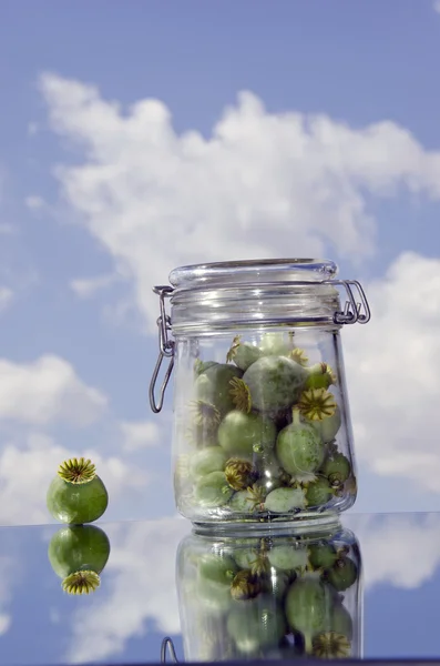 Cabeças de semente de papoila verde em frasco — Fotografia de Stock