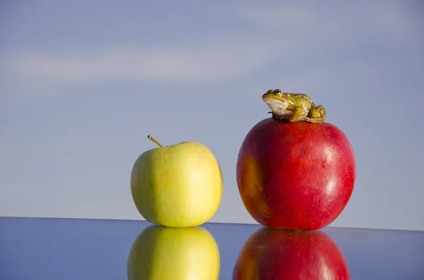 Dos manzanas en espejo y rana verde — Foto de Stock