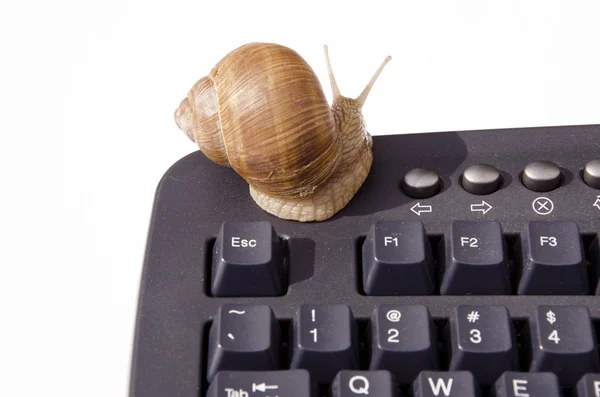 Ślimak na klawiaturze komputera — Zdjęcie stockowe