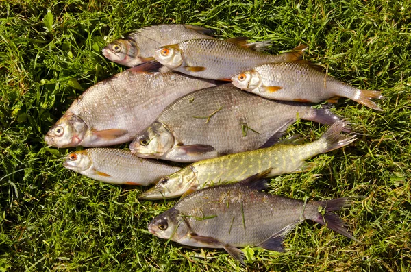 Свіжа риба на траві — стокове фото