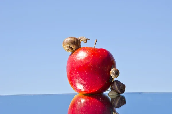 Kırmızı elma ve ayna üzerinde üç salyangoz — Stok fotoğraf