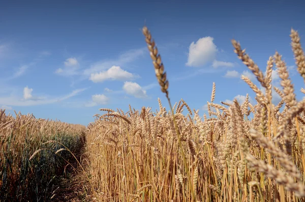 Sommaren gröda fält väntar skörd — Stockfoto