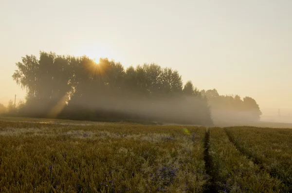 Summer morning with mist — Stock Photo, Image