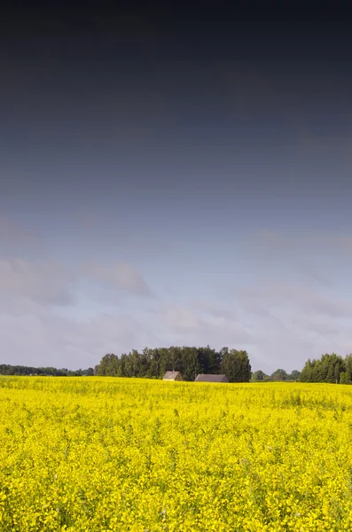 Landscape with yellow rape — Stock Photo, Image