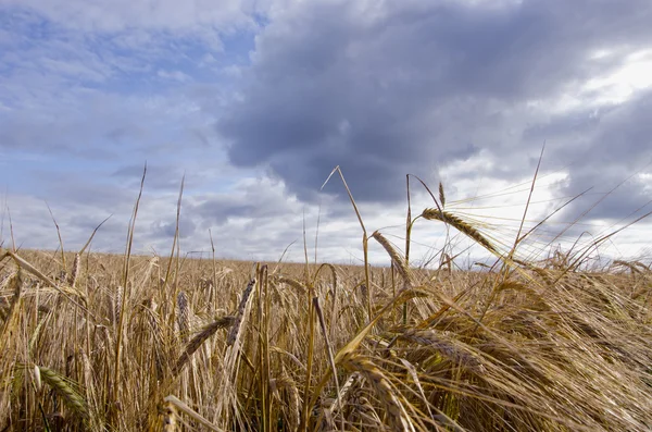 Korn fältet väntar skörd — Stockfoto