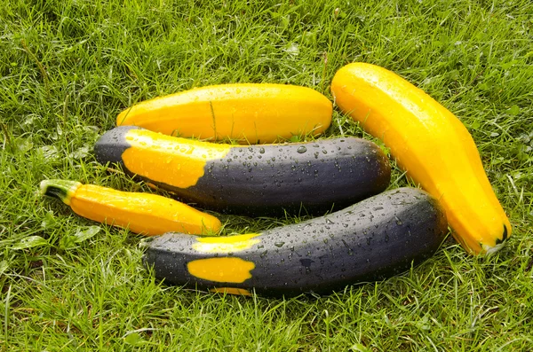 Zucchini på gräset — Stockfoto