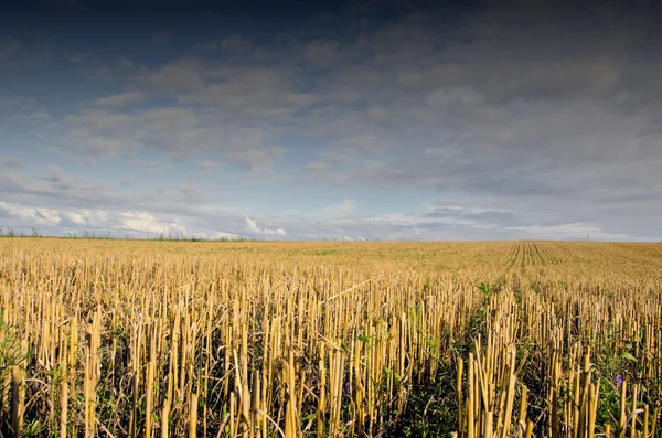 Getreidefeld nach der Ernte — Stockfoto