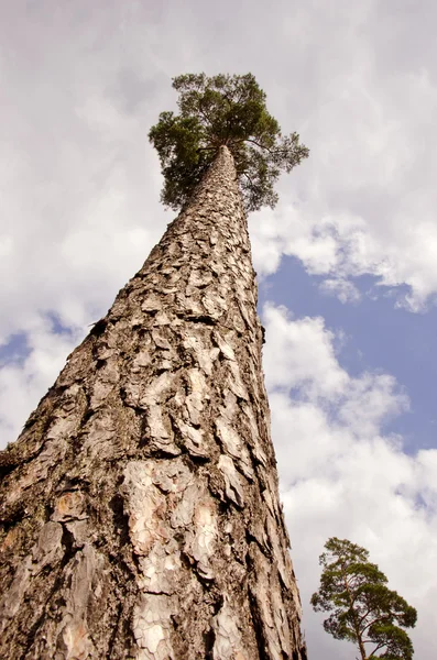 Alto un vecchio pino nella foresta — Foto Stock