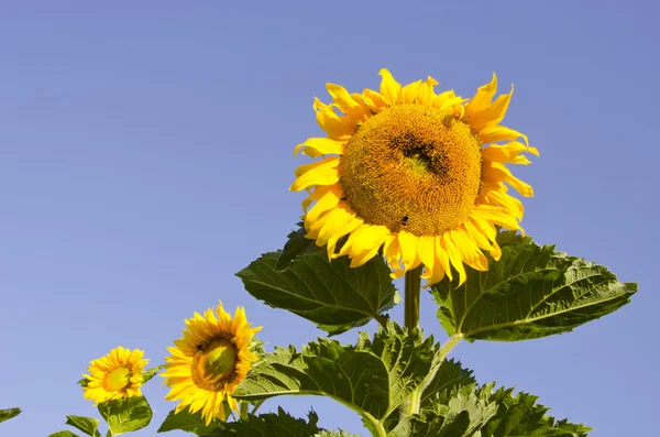 Tři letní slunečnice — Stock fotografie