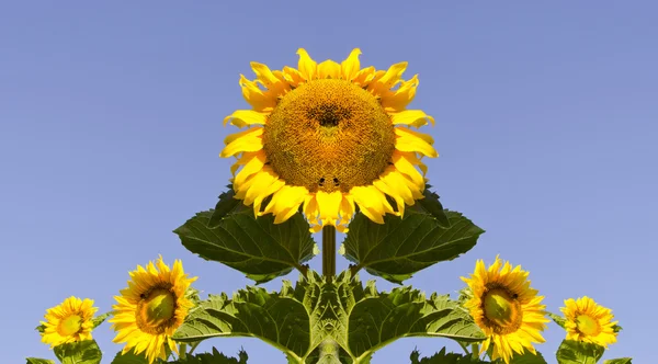 Kompozice symetrická slunečnice — Stock fotografie