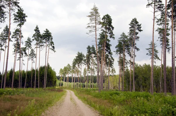 Zomerweg in het bos — Stockfoto