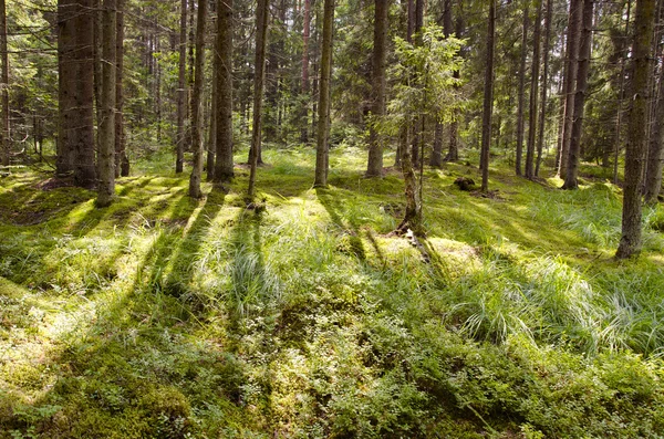 Güneş ışığında yaz orman — Stok fotoğraf