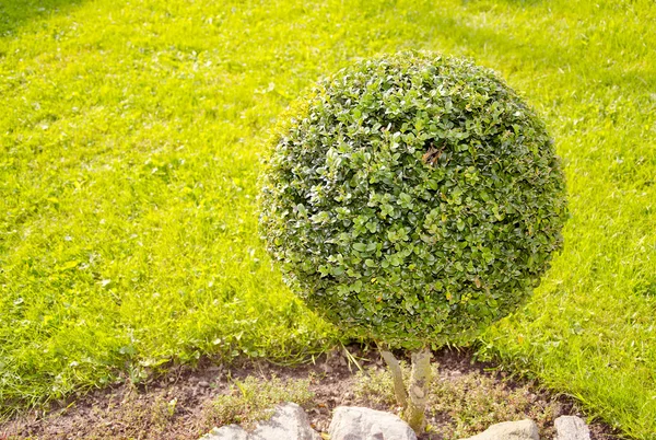 Árbol de forma de bola en el jardín — Foto de Stock