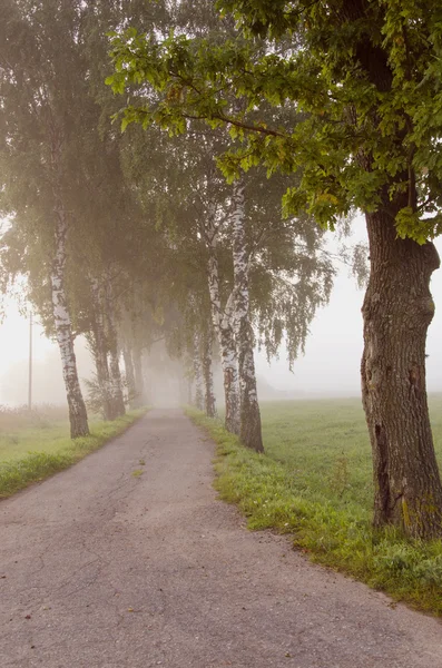 Niebla matutina y carretera — Foto de Stock