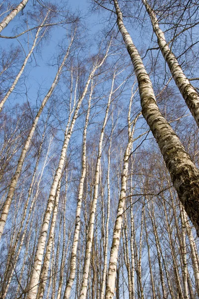 Våren skogar björkar på himlen bacground — Stockfoto