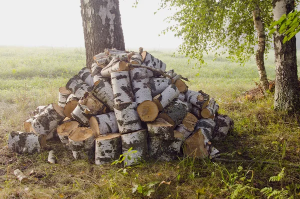 Birches firewood in the morning — Stock Photo, Image