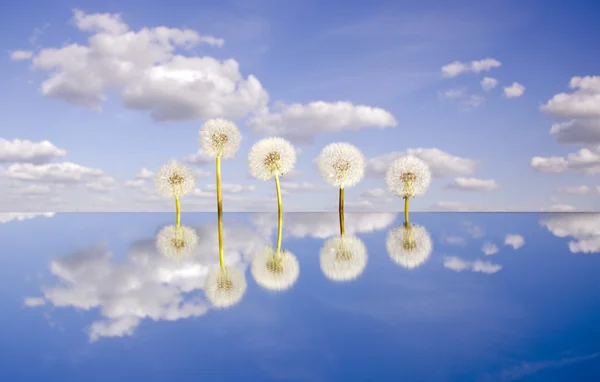Lima jam dandelion pada cermin dan langit — Stok Foto