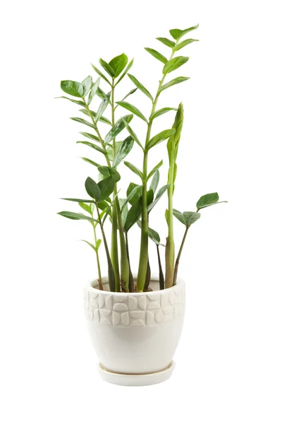 stock image Zamioculcas