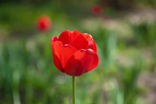 stock image A Single Red Tulip in the Garden