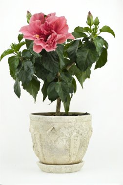 A Pink Room Rose in a Pot clipart