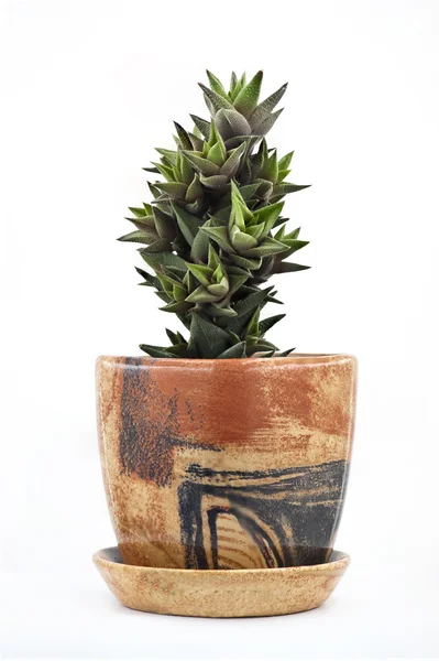 Een cactus in pot Rechtenvrije Stockafbeeldingen