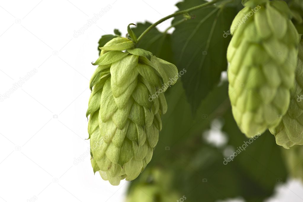A Hop Cone on the White Background
