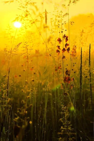 stock image Dawn in the grass