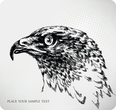 Buzzard hand drawing clipart