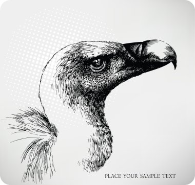 Griffon Vulture hand drawn clipart