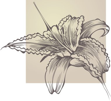 Flower blooming Hemerocallis clipart